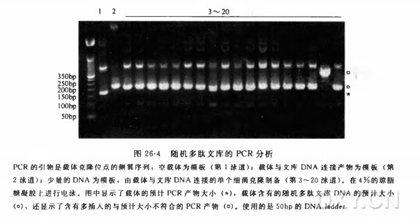 用 PCR 对一个随机多肽 DNA 文库的质量进行控制实验