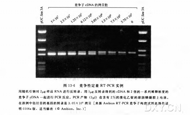 竞争性 RT-PCR: 拷贝数的评估