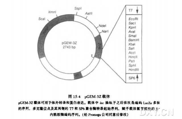 用 IPTG 诱导启动子在大肠杆菌中表达克隆化基因实验