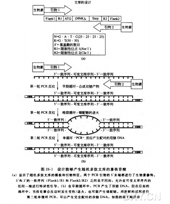 用 PCR 来制备编码随机肽的双链 DNA 文库实验