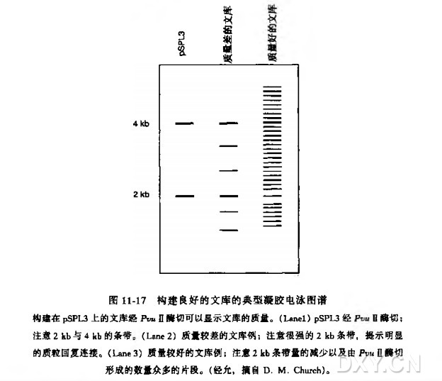 外显子捕获与扩增