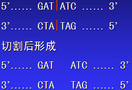 质粒DNA的限制性内切酶酶切分析