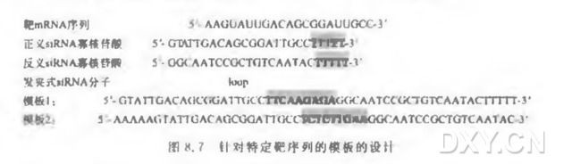 采用RNA聚合酶Ⅲ启动子表达siRNA分子