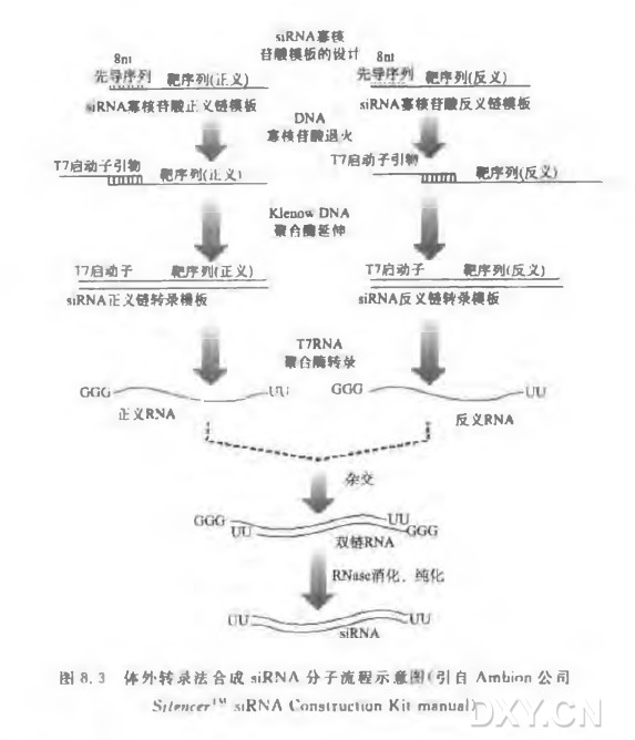 体外转录合成siRNA分子实验