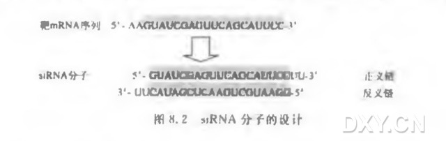 化学合成siRNA分子实验