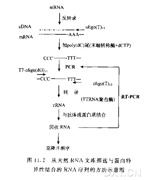 天然RNA文库筛选与蛋白特异性结合的RNA序列实验