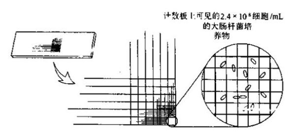 微生物液体培养实验（细菌培养的检测）