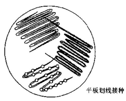 微生物固体培养实验（平板划线法）