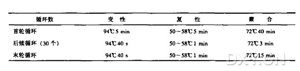 cDNA 5’末端的快速扩增（5’-RACE）