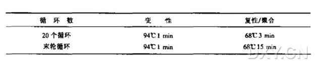 应用 PCR 的遗传工程