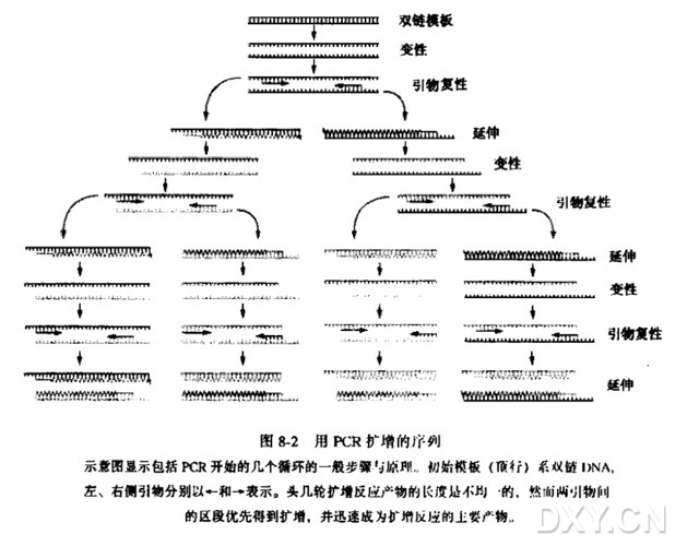 聚合酶链式反应