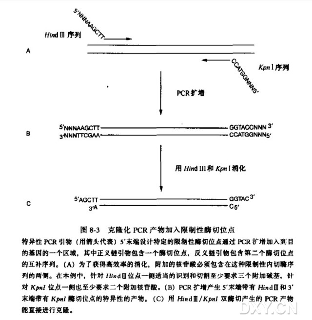 通过PCR扩增在扩增DNA产物末端引入限制性核酸内切酶酶切位点