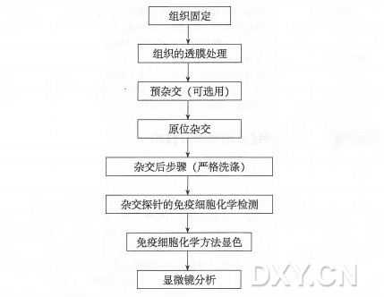 培养神经元原位杂交技术实验