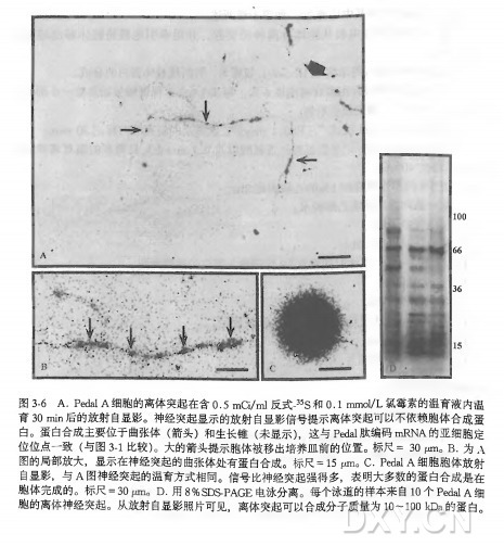 离体神经突触的代谢性标记实验