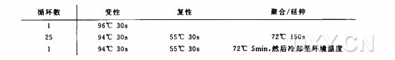 大规模 PCR 制作 cDNA 微阵列实验