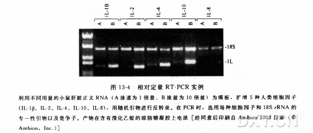 相对 RT-PCR: 样品定量实验