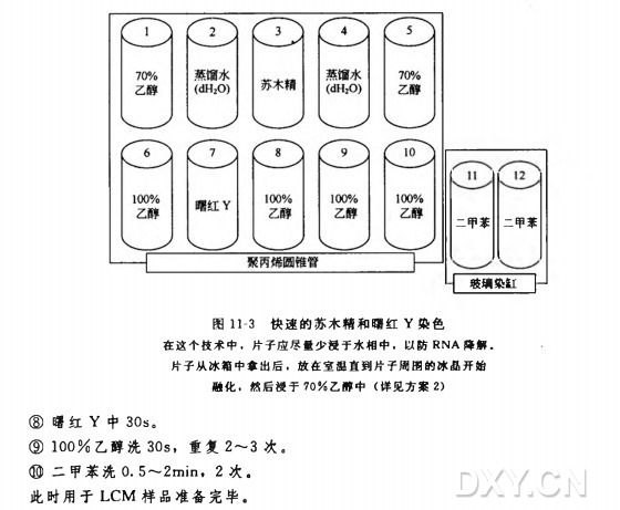 用于 LCM 的片子的 HE 染色实验