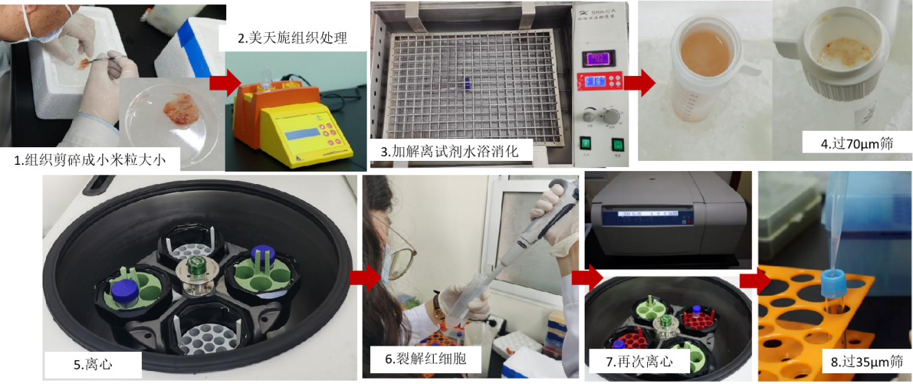 单细胞测序实验之——单细胞悬液制备