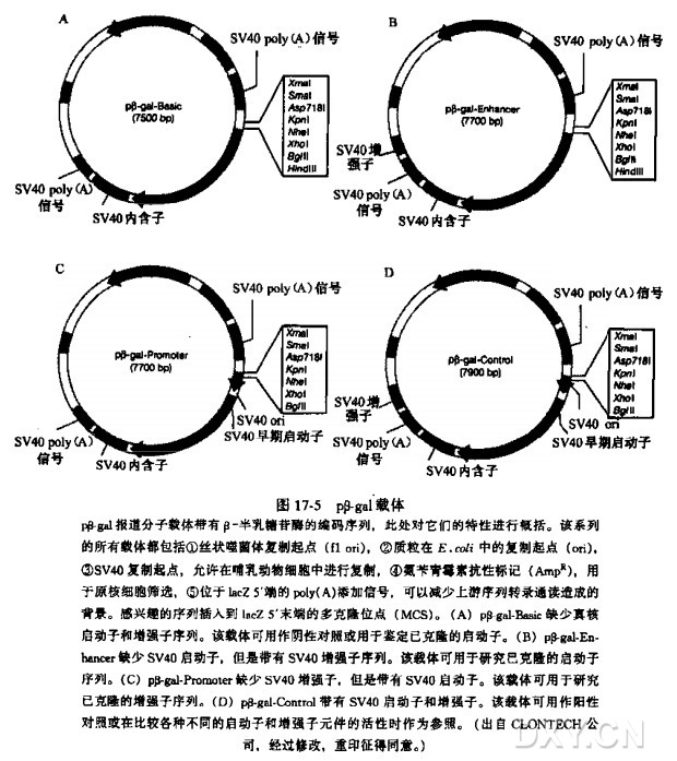 细胞提取物中β-半乳糖苷酶的测定实验