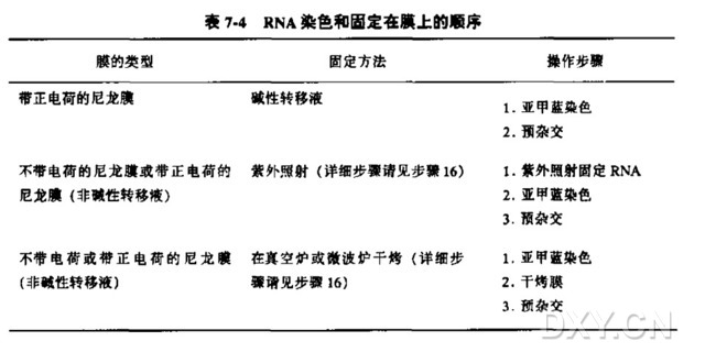 变性RNA在膜上的转移和固定