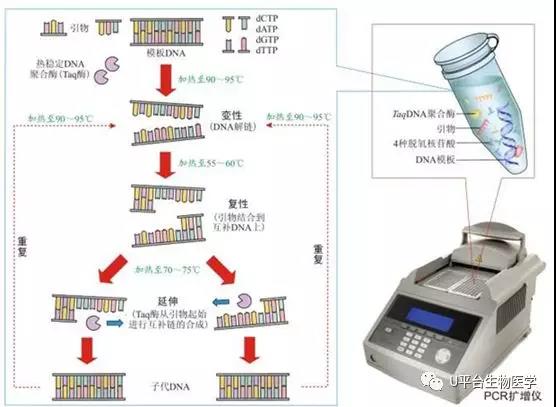 PCR.jpg