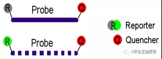 PCR2.jpg