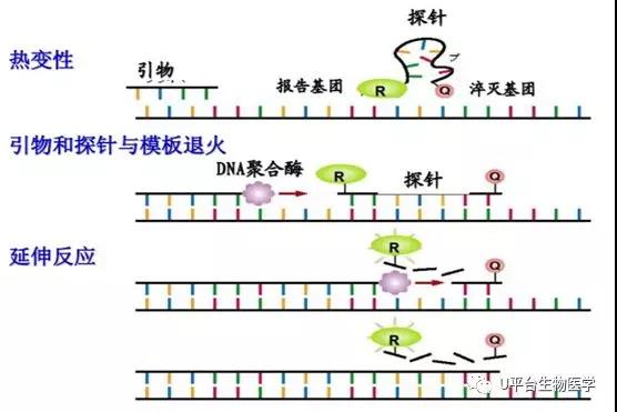 PCR3.jpg