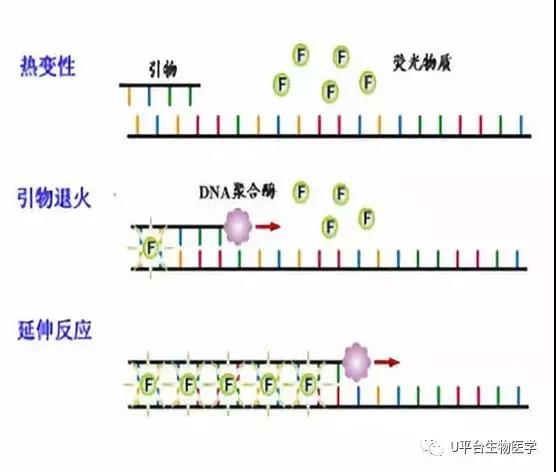 PCR1.jpg