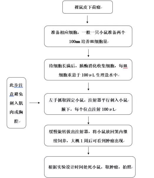 裸鼠成瘤文章3.jpg