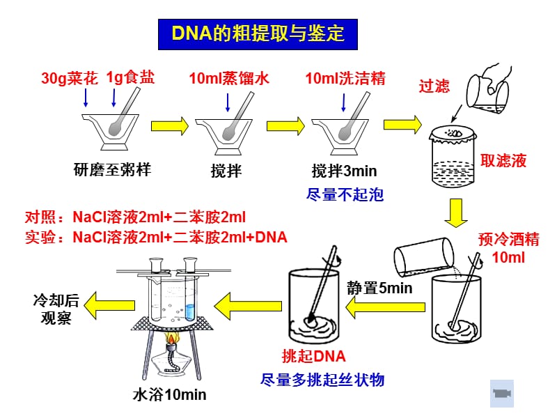 《核酸提取技术》相关实验技术----DNA提取