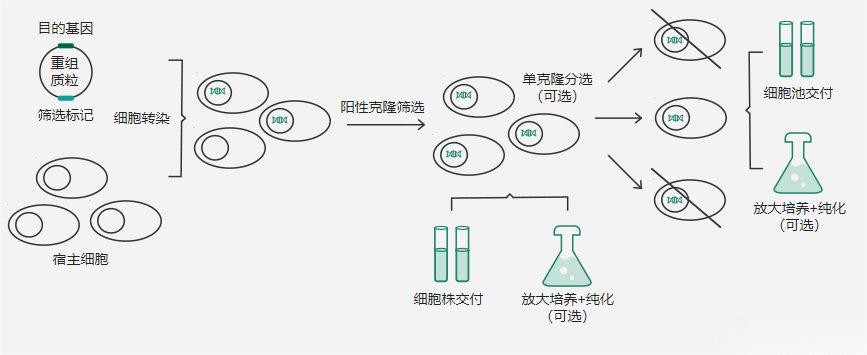 CHO细胞表达四大常见问题解析