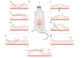 切除伤口夹板模型-小鼠仿人切除伤口夹板模型