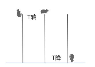 小鼠行为学实验-小鼠爬杆实验