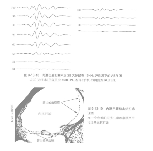 膜迷路积水动物模型建模实验