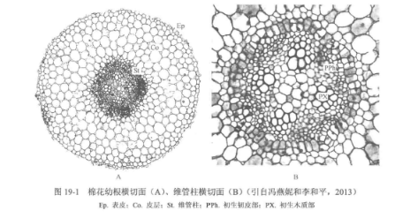 植物根茎叶结构观察-根的初生结构观察