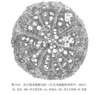 植物根茎叶结构观察-双子叶植物根的次生结构观察