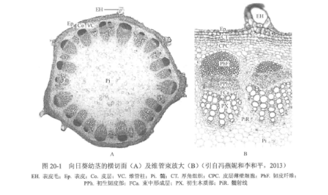 植物根茎叶结构观察-茎的形态和初生结构观察