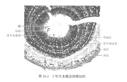 植物根茎叶结构观察-茎的次生结构观察