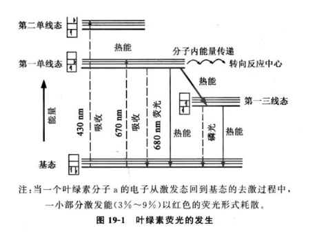 植物叶绿素荧光参数的测定