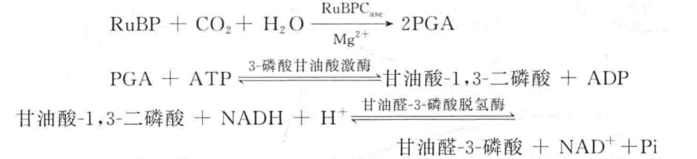 核酮糖-1，5-二磷酸羧化酶/加氧酶活性的测定