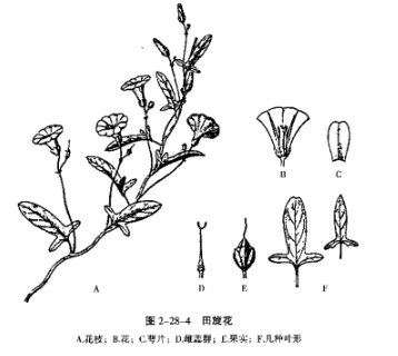 被子植物(Ⅳ)菊亚纲-旋花科鉴定