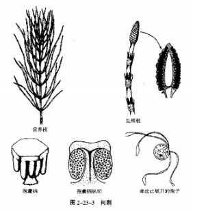 鉴定桉叶亚门