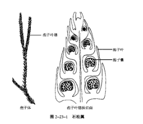 蕨类植物鉴定