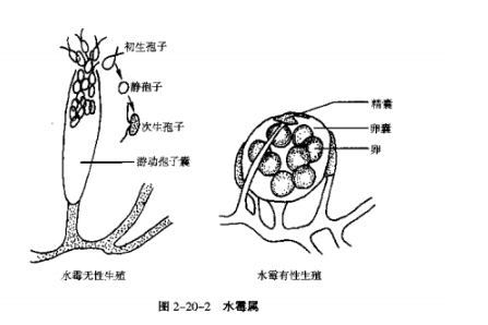 真菌门鉴定