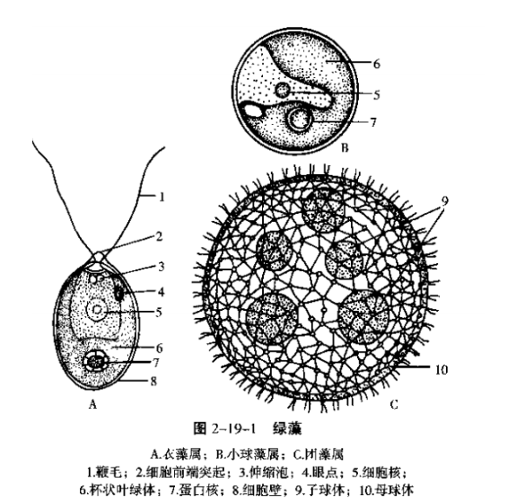 绿藻门鉴定