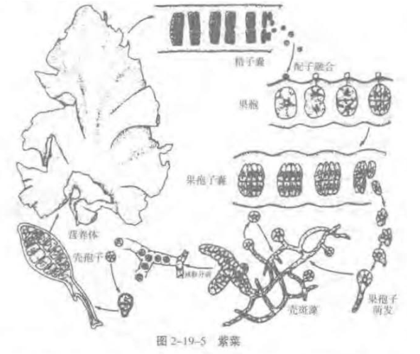 红藻门的鉴定