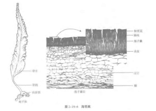 褐藻门鉴定