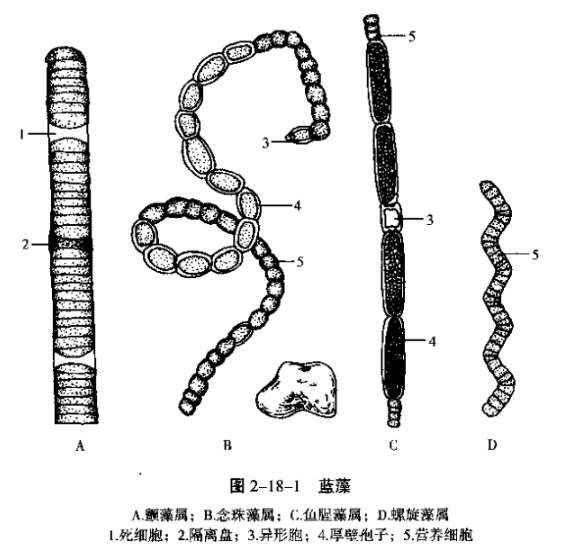 蓝藻门鉴定