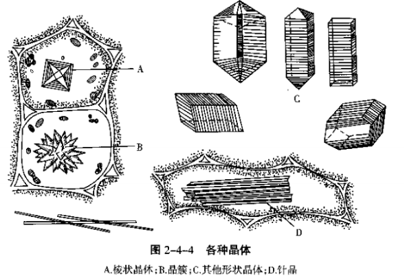 花青素和无机盐结晶体的观察