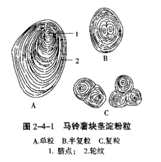 植物细胞中淀粉粒、糊粉粒和油滴的观察和检验实验-淀粉粒检验